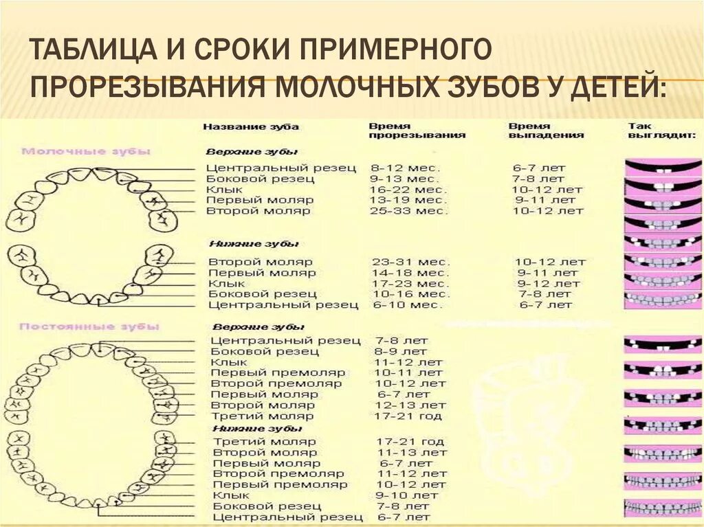 Порядок прорезывание зубов фото Схема роста зубов ребенка