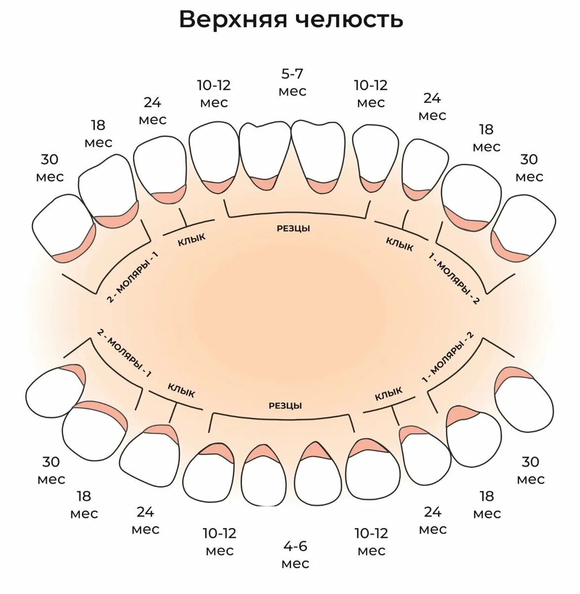 Порядок прорезывание зубов фото ПЕРВЫЕ МОЛОЧНЫЕ ЗУБЫ И ВСЕ, ЧТО О НИХ НУЖНО ЗНАТЬ Fabe kids Товары для детской б