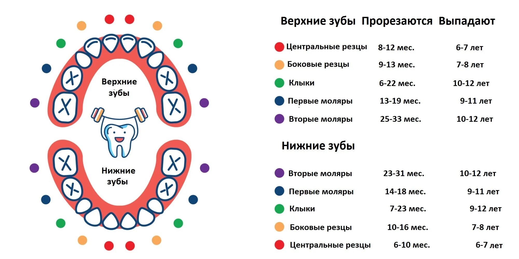 Порядок прорезывание зубов фото Когда и в каком порядке выпадают молочные зубы - Лайфхакер