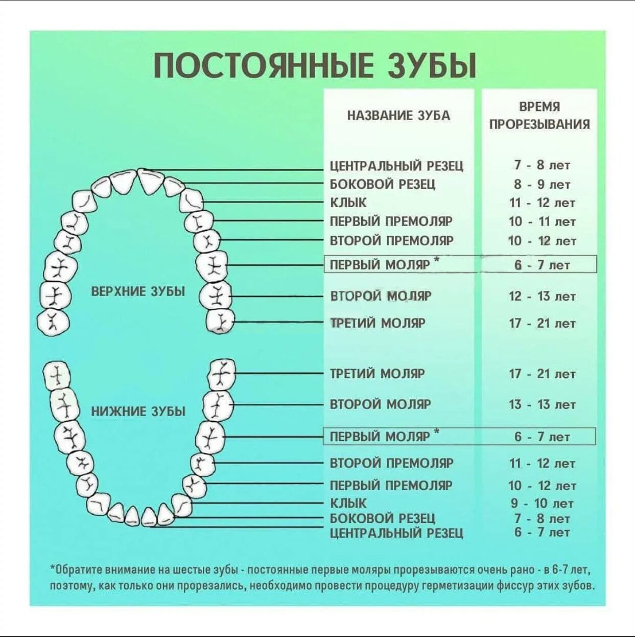 Порядок прорезывание зубов фото Во сколько начинают выпадать зубы у детей