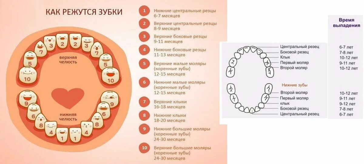 Порядок прорезывание зубов фото Опасности, которые можно не заметить при прорезывании зубов. Полезные советы для