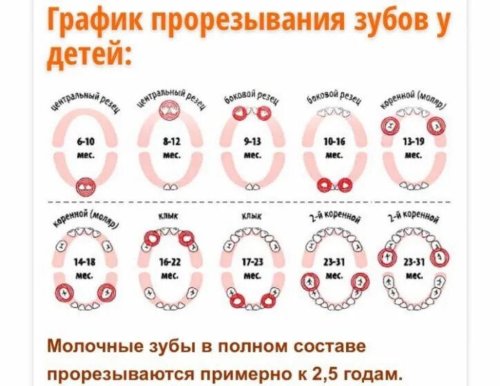 Порядок прорезывание зубов фото Лезут 5 зубы у ребенка - найдено 79 фото