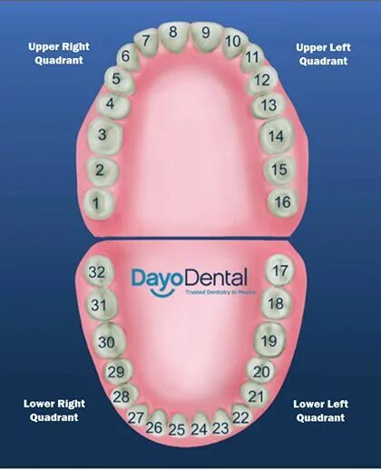 Порядок зубов фото Teeth Chart - Quick Guide to Understanding Dental Anatomy