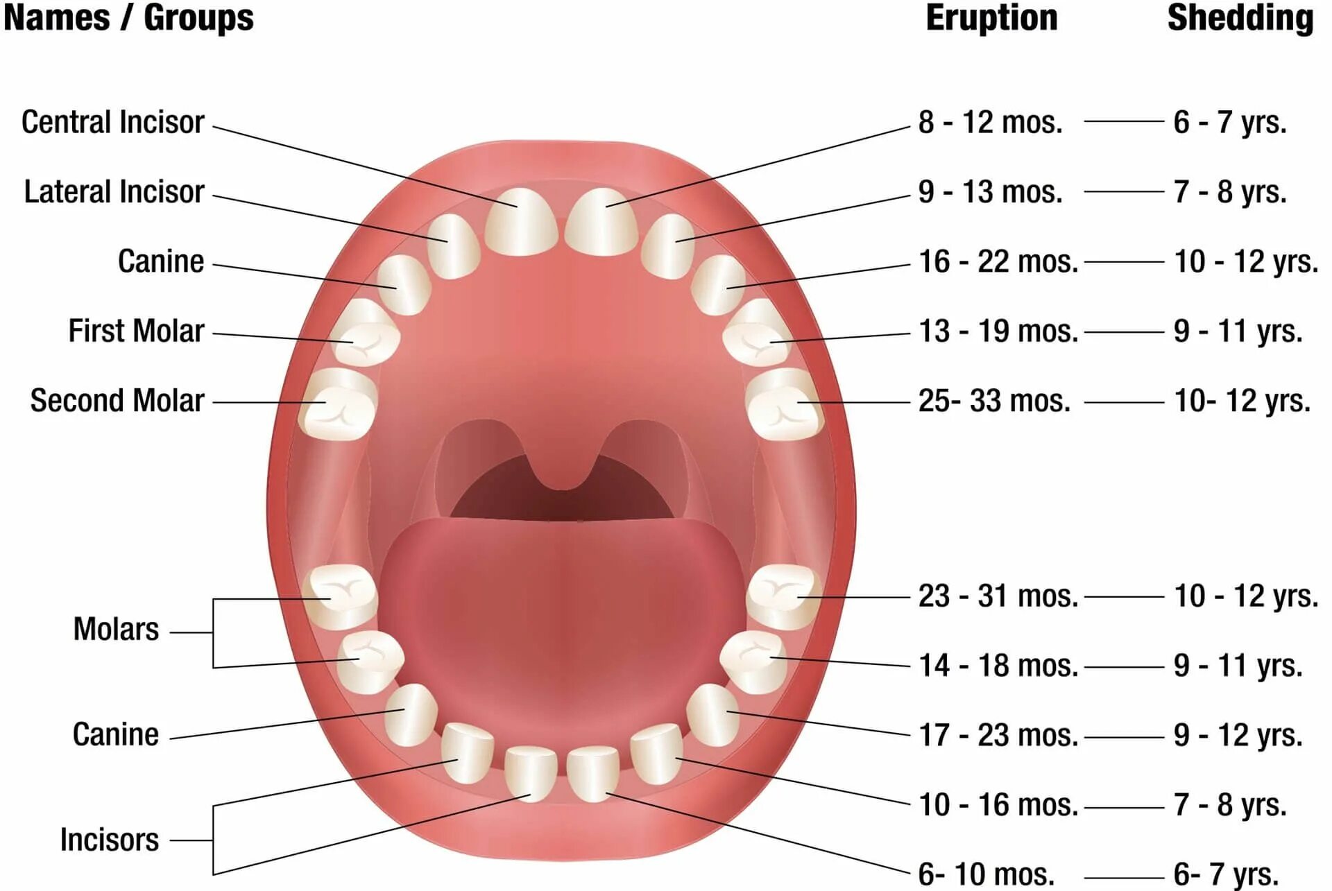 Порядок зубов фото When Do Babies Start Teething? And Other Teething Questions Answered Baby teeth,