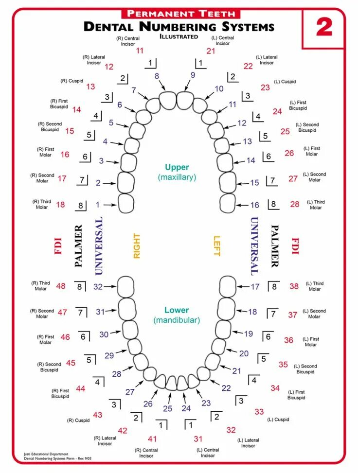 Порядок зубов фото A Guide to Understanding Dental Lingo - from 123Dentist Dental anatomy, Dental c