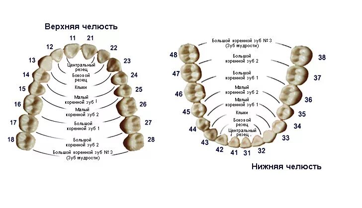 Порядок зубов фото наука стоматология