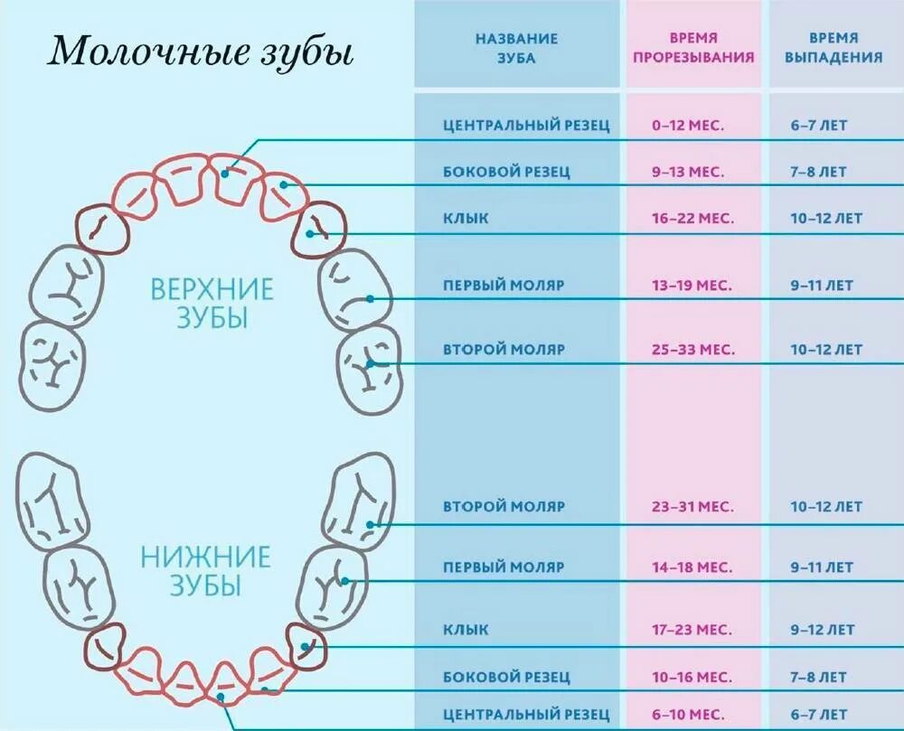 Порядок зубов у малышей фото Растут зубки