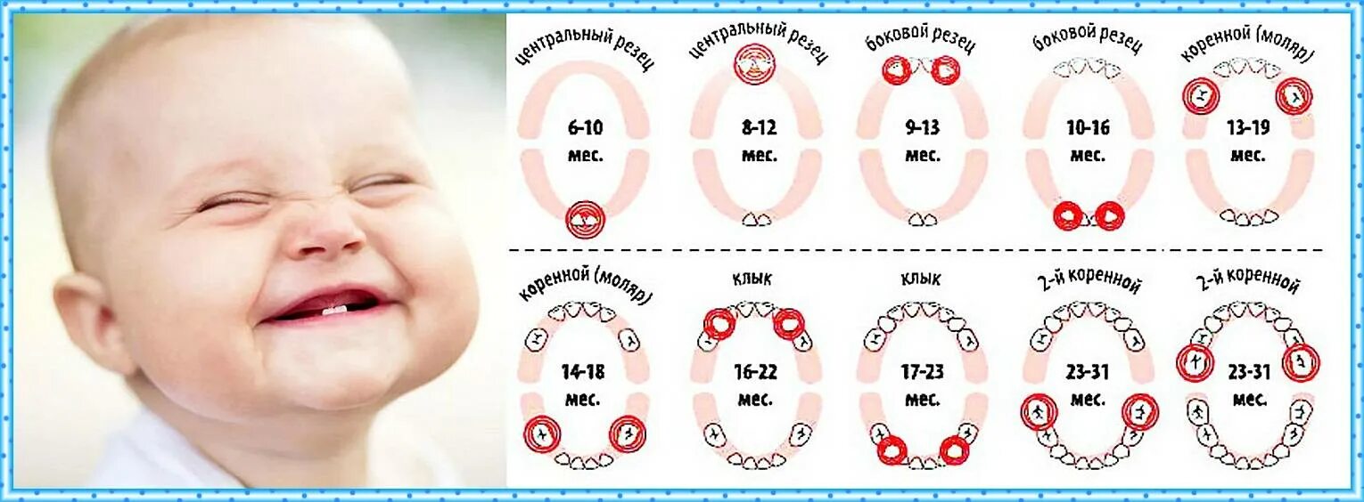Порядок зубов у малышей фото В каком возрасте у ребенка режутся зубки