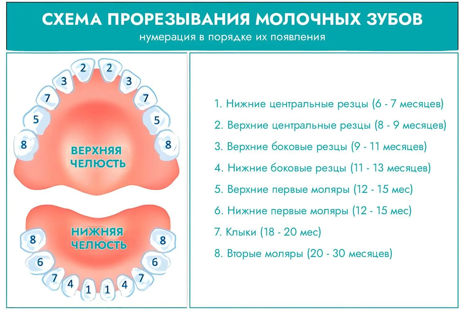 Порядок зубов у малышей фото Схема роста зубов у новорожденных