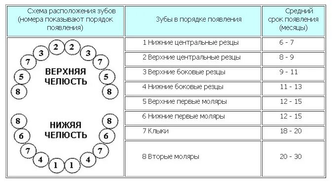 Порядок зубов у взрослых по номерам фото Зуб номер 4