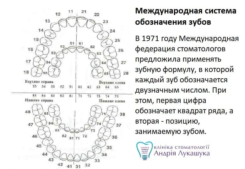 Порядок зубов у взрослых по номерам фото Ответы Mail.ru: Вопрос стоматологам.Как вообще понимать этот рисунок?