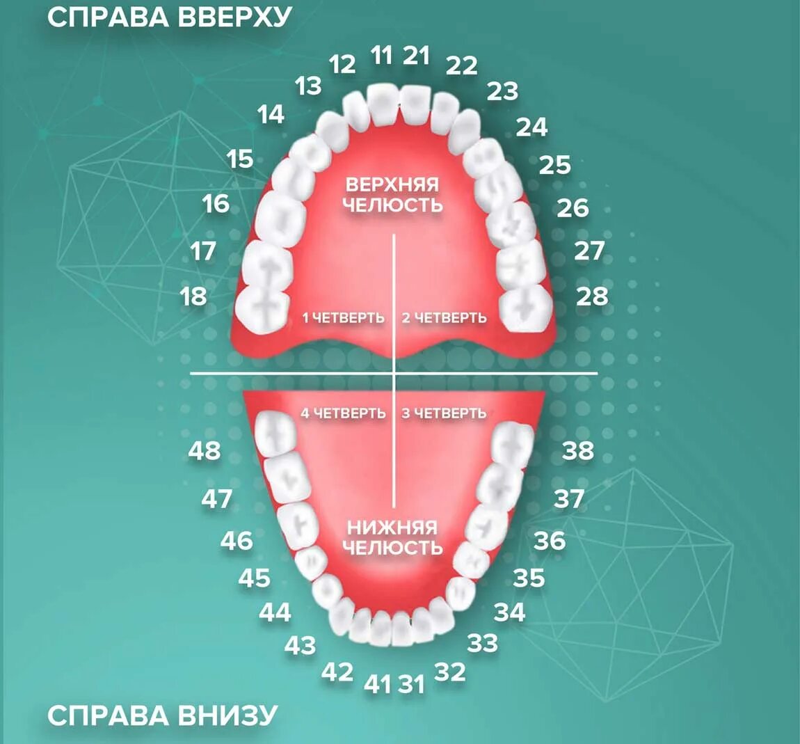 Порядок зубов у взрослых по номерам фото Нумерация зубов у человека - сколько зубов у взрослого человека