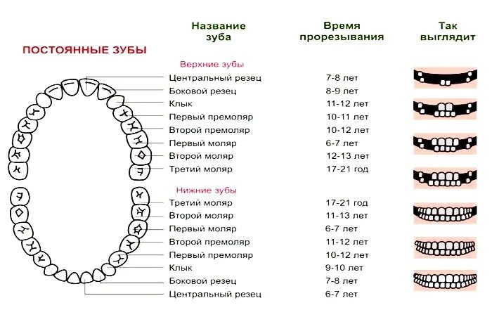 Порядок зубов у взрослых по номерам фото Гипердонтия - когда зубов во рту много