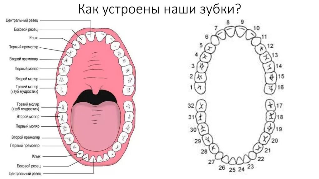 Порядок зубов у взрослых по номерам фото Схема детских зубов с номерами