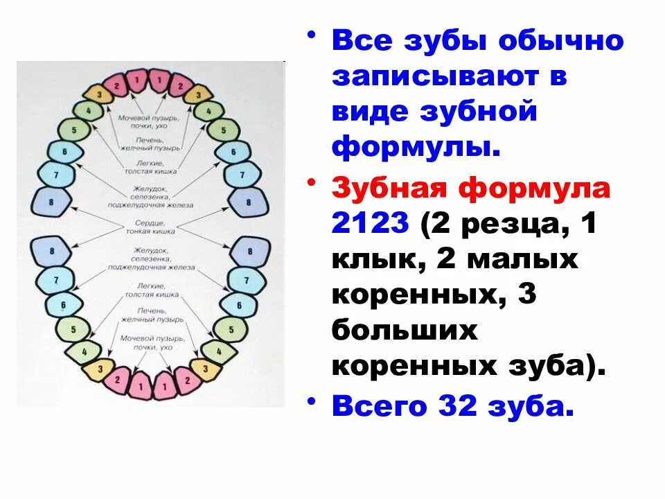 Порядок зубов у взрослых по номерам фото Какова зубная формула