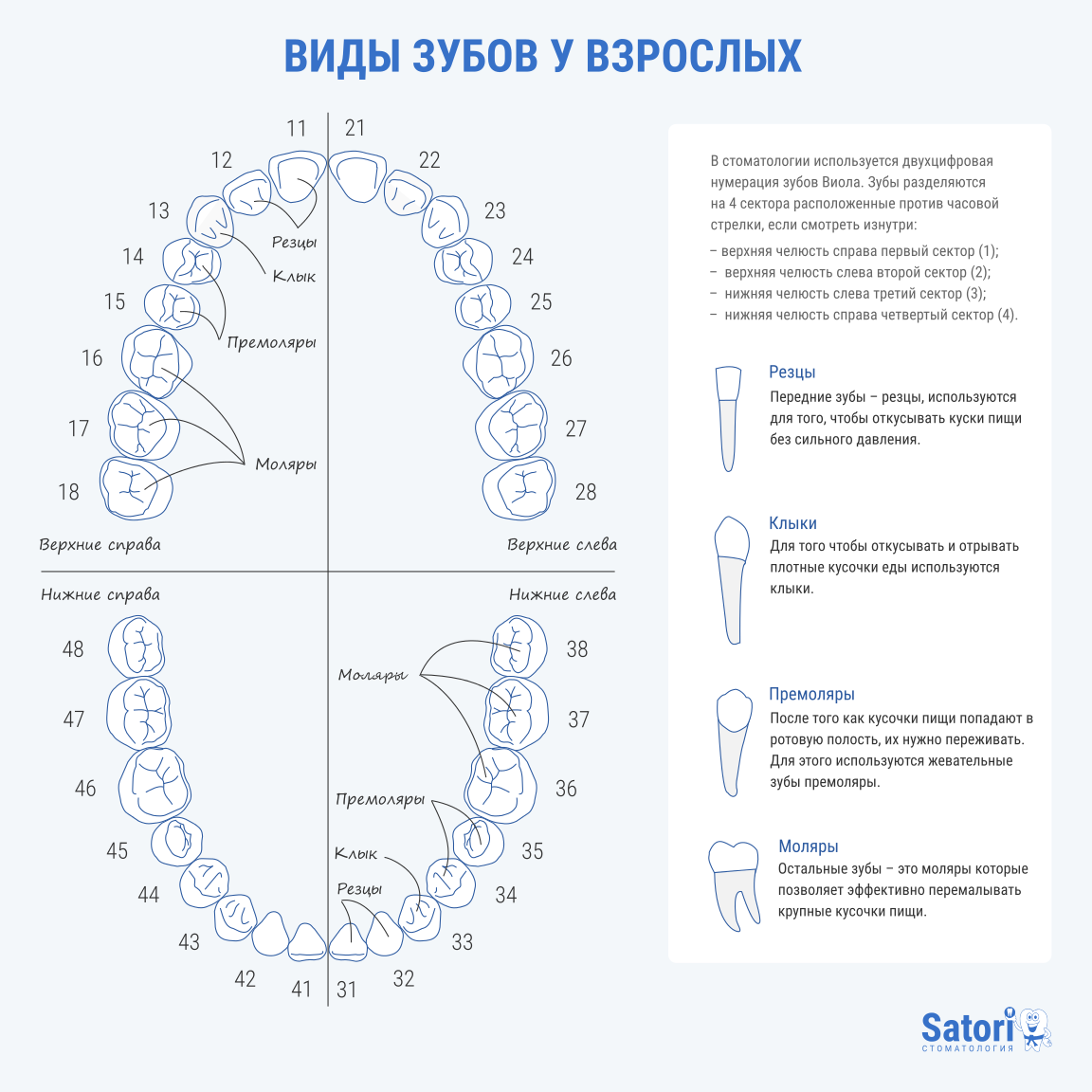 Порядок зубов у взрослых по номерам фото Врач стоматолог Михаил Ксенчук рассказывает о устройстве зубов