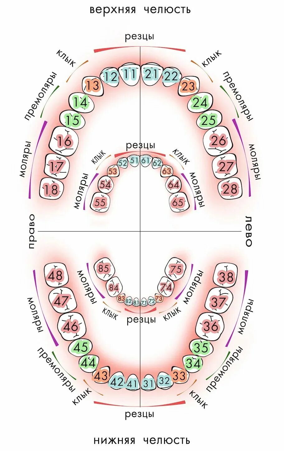 Порядок зубов у взрослых по номерам фото Нумерация (номера) зубов в стоматологии - схема у взрослых, как считать зубы по 