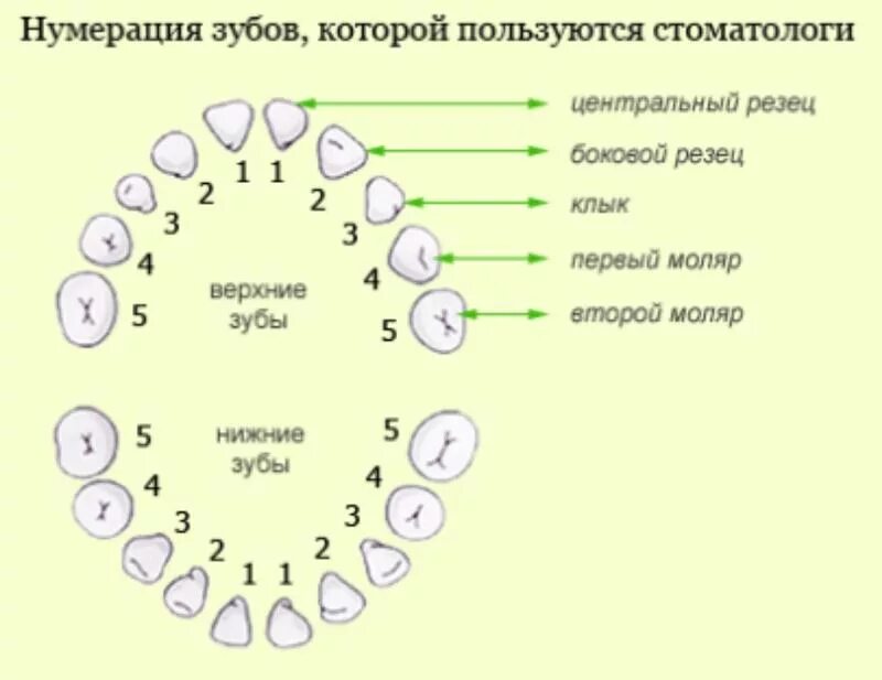 Порядок зубов у взрослых по номерам фото Ответы Mail.ru: 5 6 и 7 это какие зубы? Сегодня врач лечила.