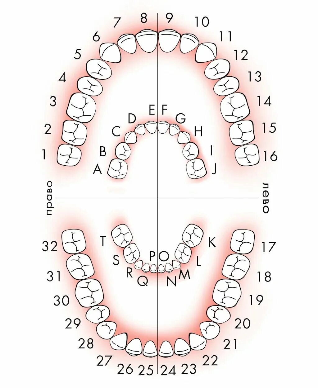 Порядок зубов у взрослых по номерам фото Нумерация (номера) зубов в стоматологии - схема у взрослых, как считать зубы по 