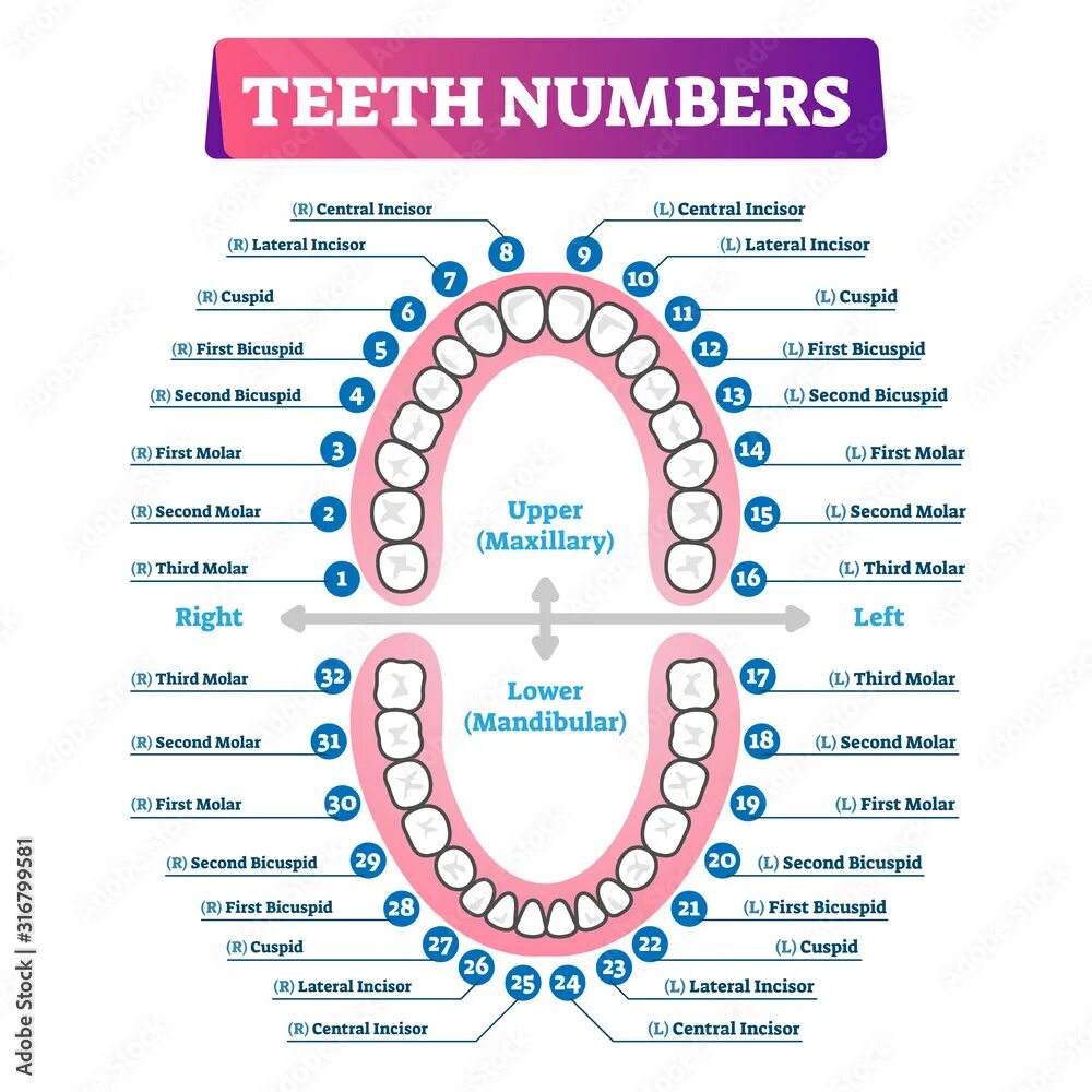 Порядок зубов у взрослых по номерам фото Teeth numbers oral cavity scheme Векторне зображення Stock Adobe Stock