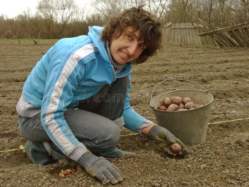 Посадили картошку фото Planting potato stock photo. Image of farming, earth - 19309626