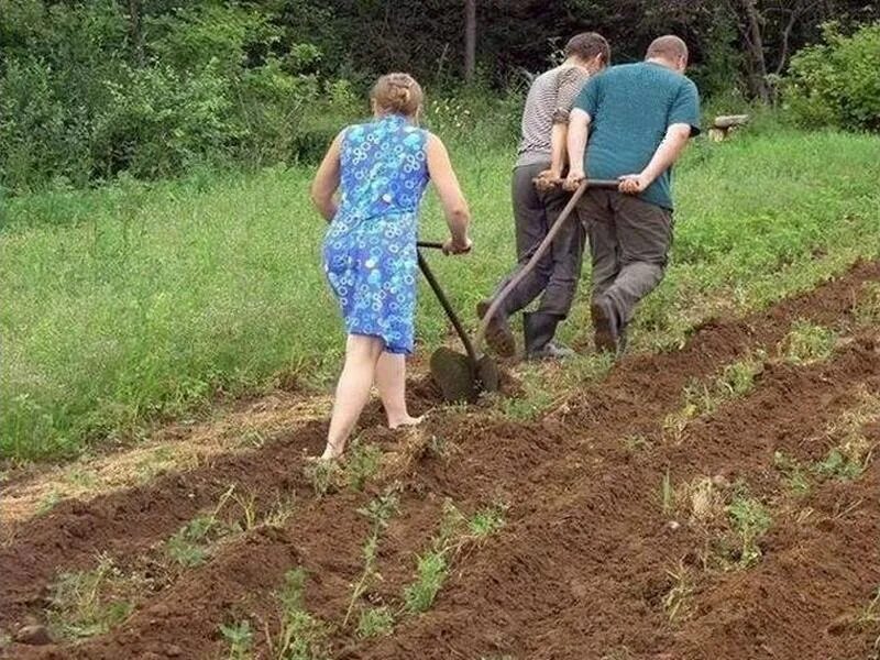 Посадили картошку фото Лето... Солнце... Лейка... Грядки... Дом... Ремонт…Плита…Закатки... Вечер... Кой