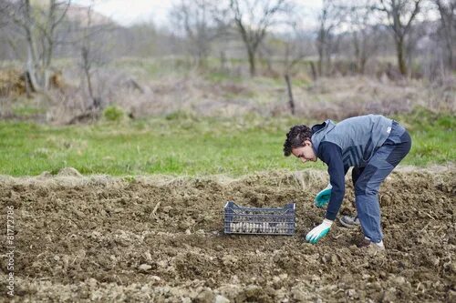 Посадили картошку фото Teenager boy sowing potatoes - Koop deze stockfoto en ontdek vergelijkbare foto'