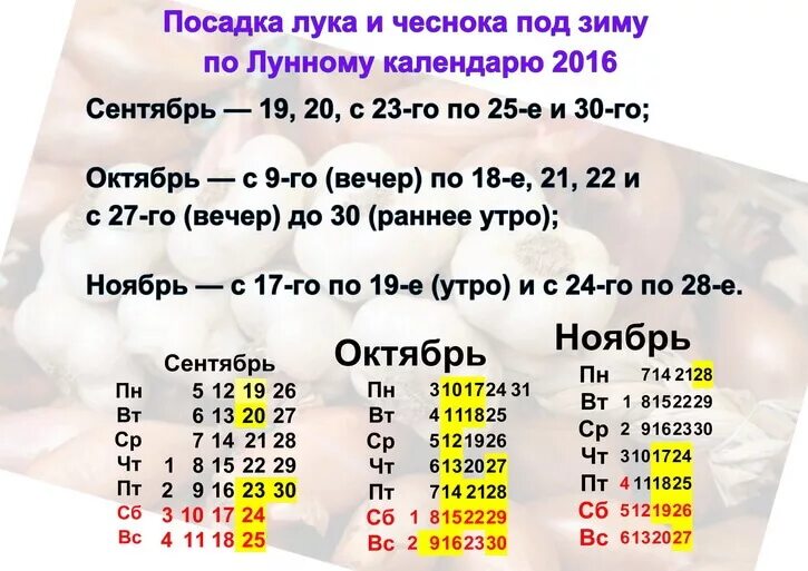 Посадить чеснок осенью по лунному календарю 2024 Сажать чеснок по лунному