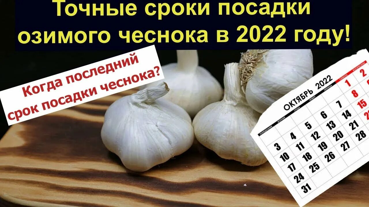 Посадить чеснок осенью по лунному календарю Когда последний срок посадки чеснока? Точные сроки посадки озимого чеснока в 202