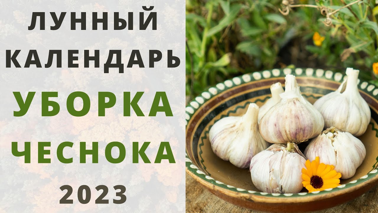 Посадить чеснок по лунному календарю в 2024 УБОРКА ЧЕСНОКА по лунному календарю 2023: ИЮНЬ, ИЮЛЬ и АВГУСТ! Сбор озимого и яр