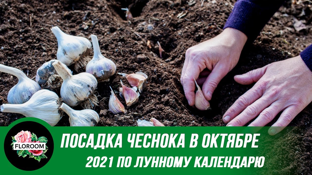 Посадить чеснок по лунному календарю в 2024 Посадка чеснока в октябре 2021 года по лунному календарю - YouTube