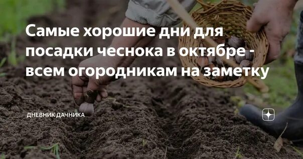 Посадить чеснок по лунному календарю в 2024 Лунный календарь посадки чеснока под зиму в октябре 2021 года В октябре уже можн