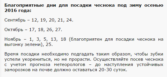 Посадить чеснок по лунному календарю в 2024 Когда сажать чеснок под зиму в 2016 году по Лунному календарю?