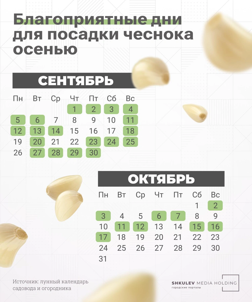 Посадить чеснок по лунному календарю в 2024 Когда сажать чеснок осенью 2022 - 10 сентября 2022 - Е1.ру