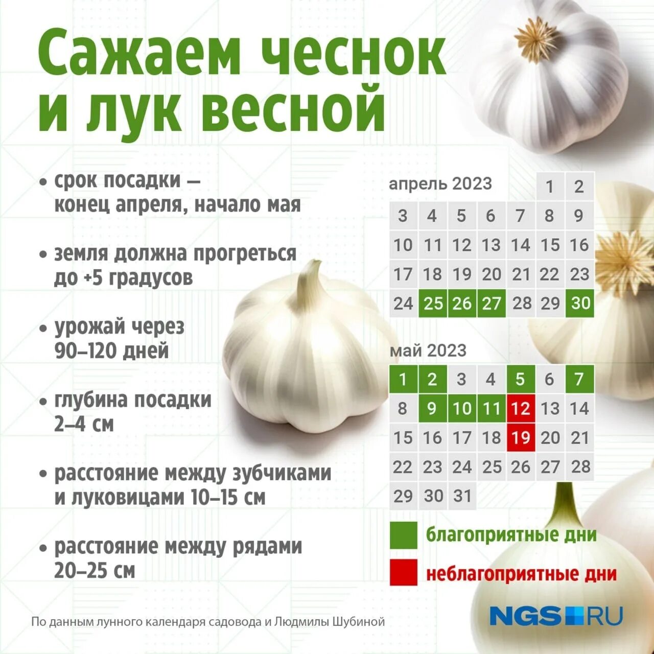 Посадить чеснок по лунному календарю в 2024 Кратко о правилах посадки чеснока. Сохраняем себе) #околица 2023 Газета "Сибирск