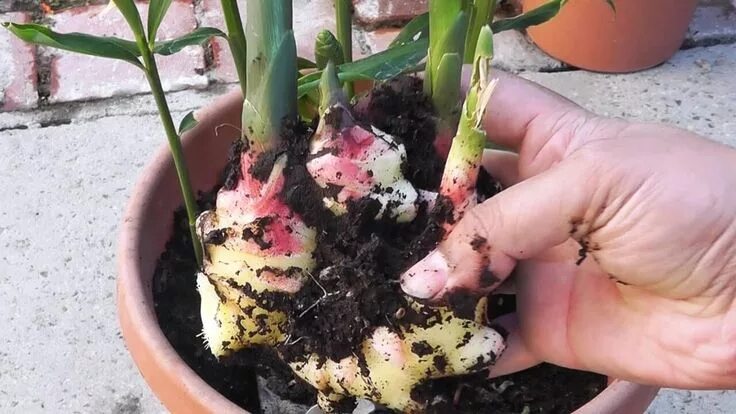 Посадить имбирь в домашних условиях фото How to Grow Ginger in Pots Growing ginger, Indoor vegetable gardening, Growing g