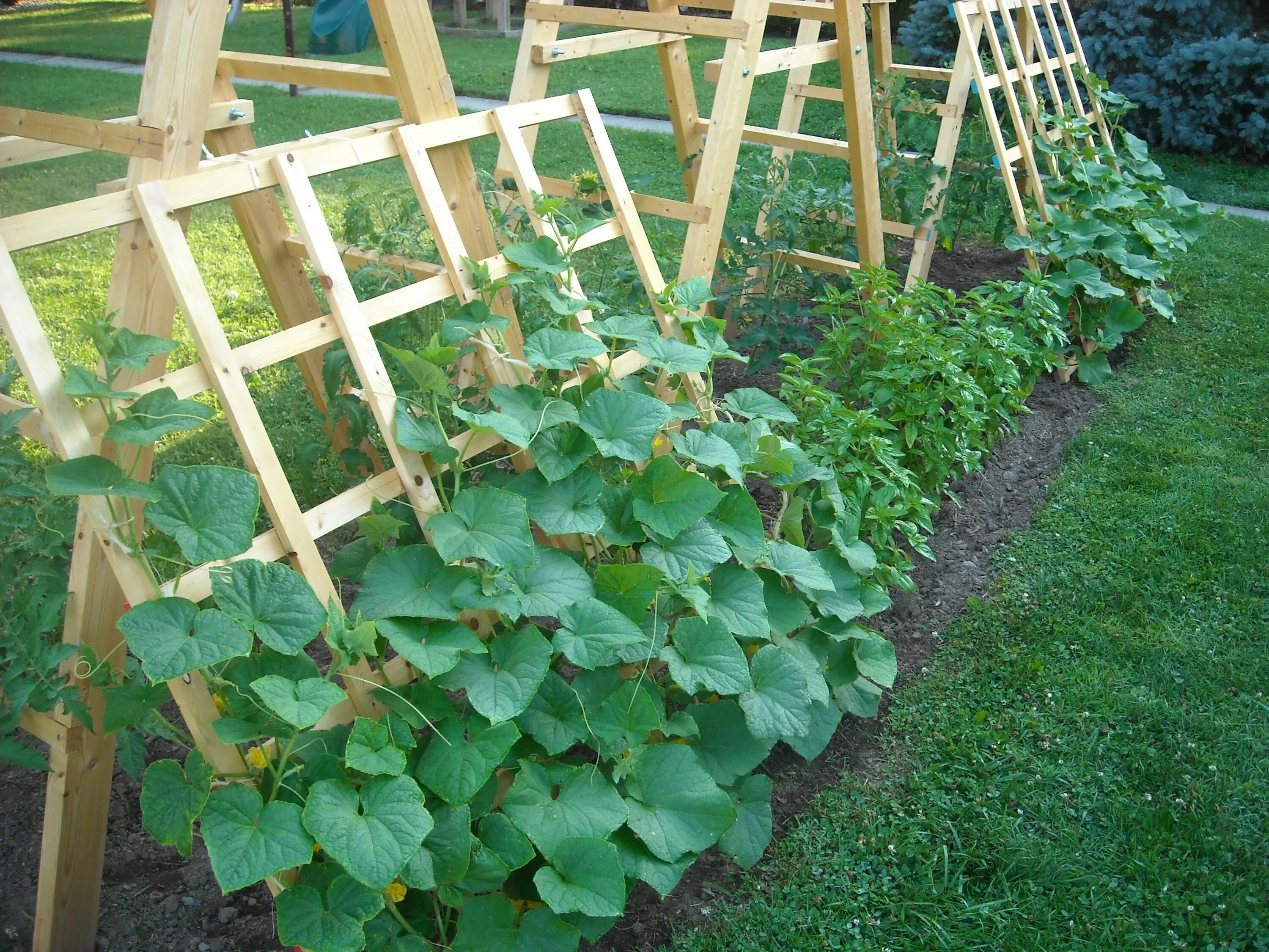 Посадить огурцы фото Tomato Ladder and Cucumber Trellis Cucumber trellis, Diy garden trellis, Garden 