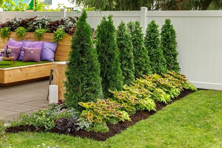 Посадить туи на участке фото North Pole ® Arborvitae (Thuja) Privacy landscaping, Front yard landscaping desi