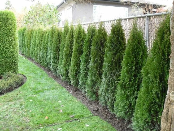 Посадить туи на участке фото Pin by Lisa KK Law on Ideas - Landscape Fence landscaping, Privacy landscaping, 