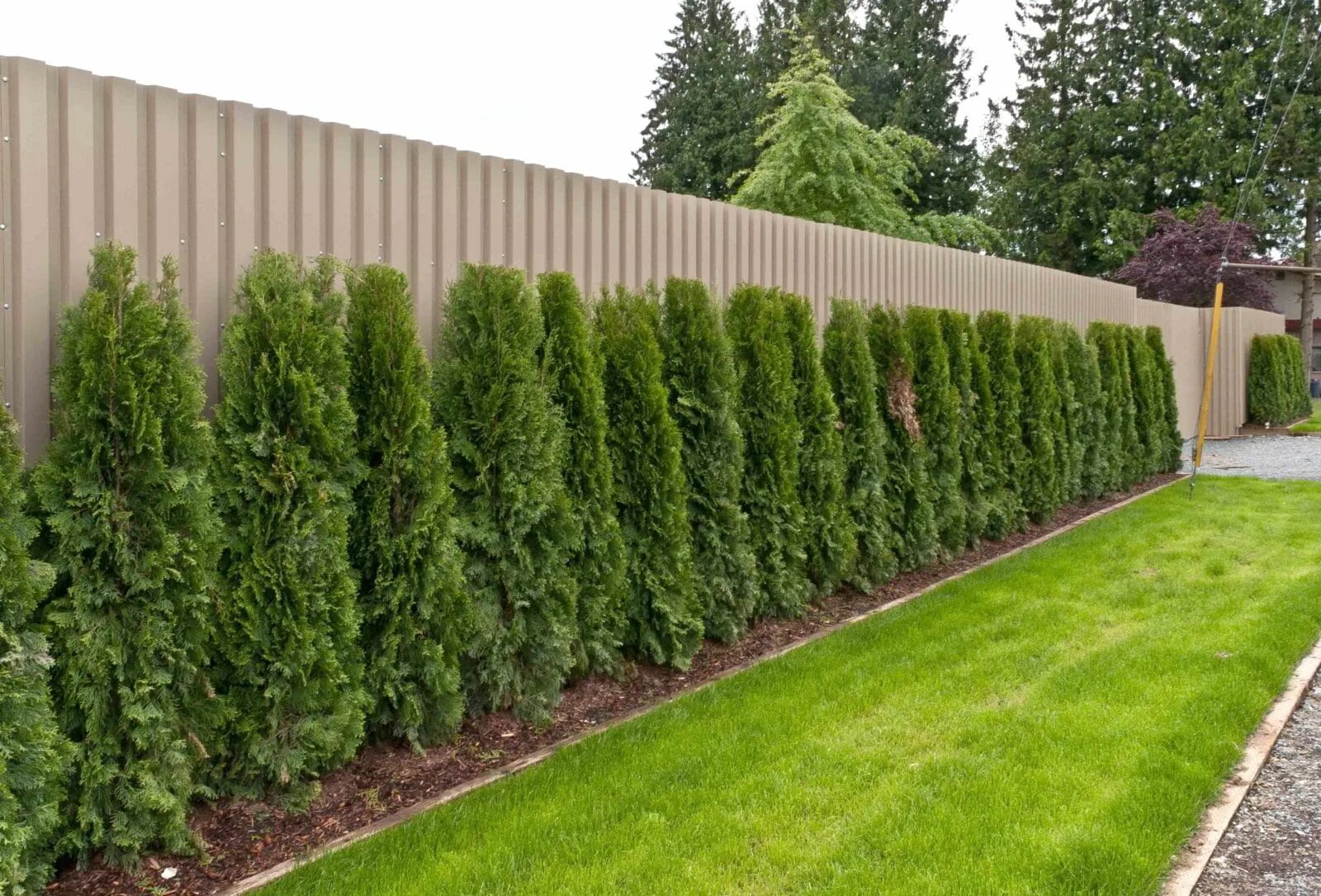 Посадить вдоль забора фото Туи вдоль забора из профнастила Fence landscaping, Fence plants, Fence design