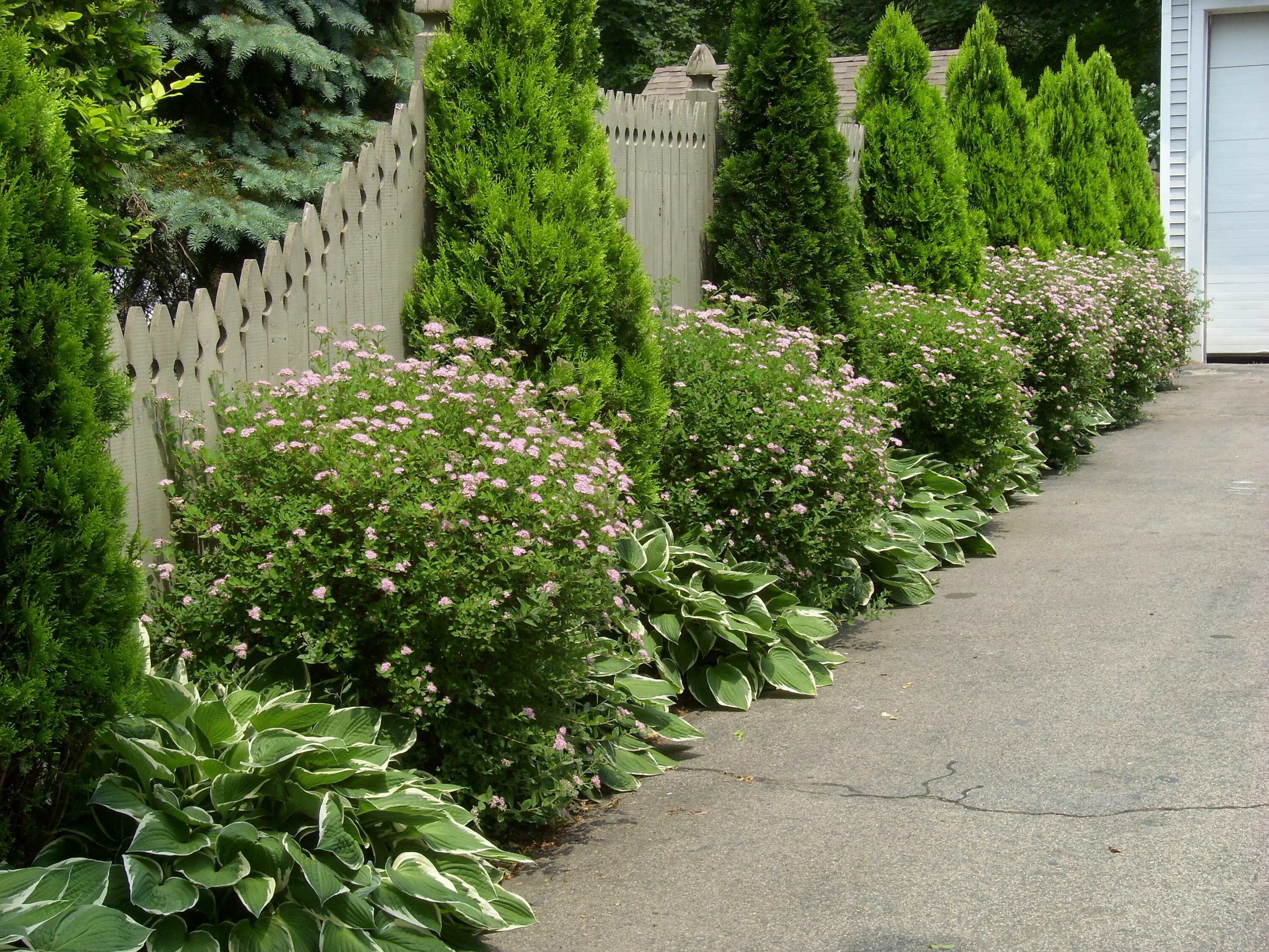 Посадить вдоль забора фото Hostas and evergreens lining the driveway/fence Landscaping along fence, Evergre