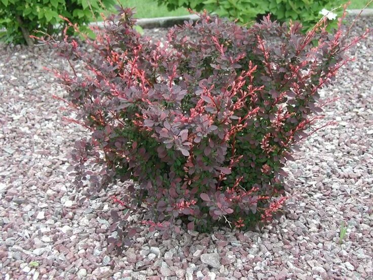 Посадка барбариса фото barberry bush Barberry bush, Landscaping tips, Garden