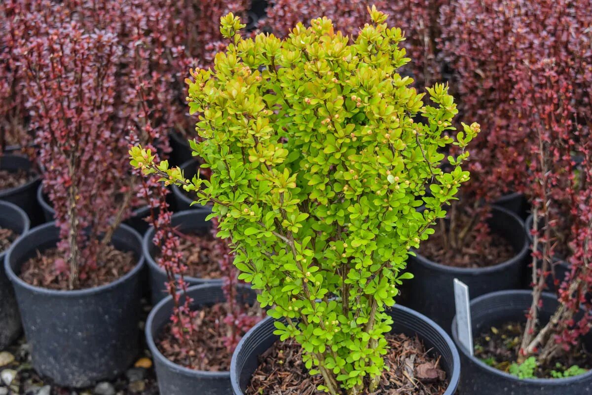 Посадка барбариса фото Golden Rocket Barberry upright-growing bright yellow leaves. Free delivery