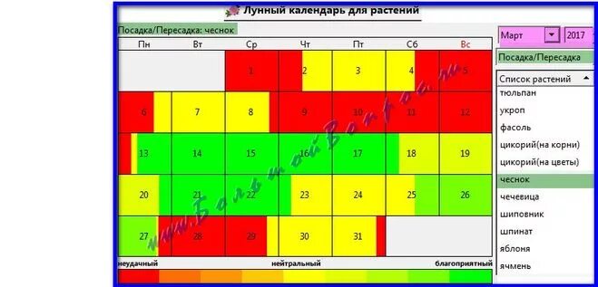 Посадка чеснока на зиму 2024 лунный календарь Уборка озимого чеснока по лунному календарю: найдено 78 картинок