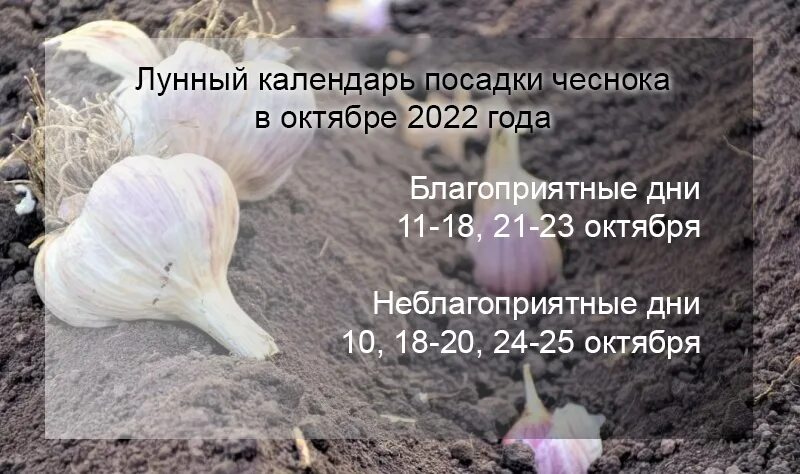 Посадка чеснока осенью 2024 лунный календарь Как обработать озимый чеснок перед посадкой и когда его высаживать. Лунный кален