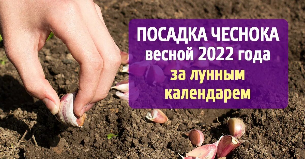 Посадка чеснока осенью 2024г по лунному календарю Когда сажать чеснок весной 2022 года