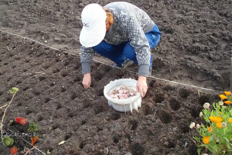 Посадка чеснока осенью фото Когда сажать чеснок под зиму, чтобы не пророс - сроки и время посадки, глубина з