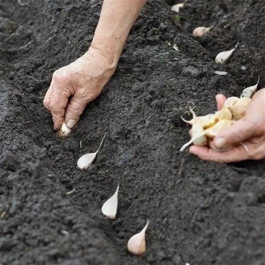 Посадка чеснока осенью фото How to make and keep sourdough starter Recipe Planting garlic, Planting garlic i