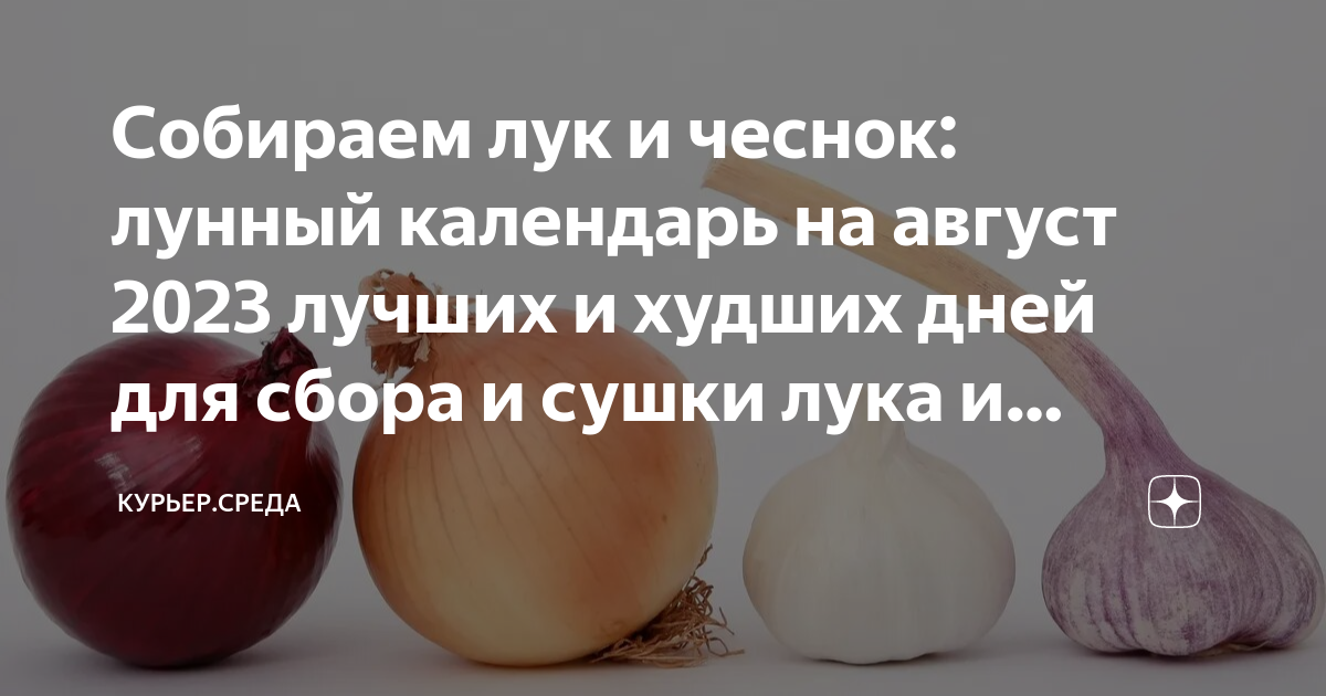 Посадка чеснока по лунному календарю 2024 Собираем лук и чеснок: лунный календарь на август 2023 лучших и худших дней для 