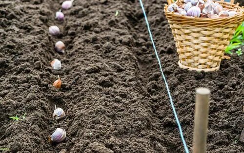 Посадка чеснока под зиму фото Pokud si přejete rovné řádky, pomůže provázek Edible garden, Garlic, Organic far